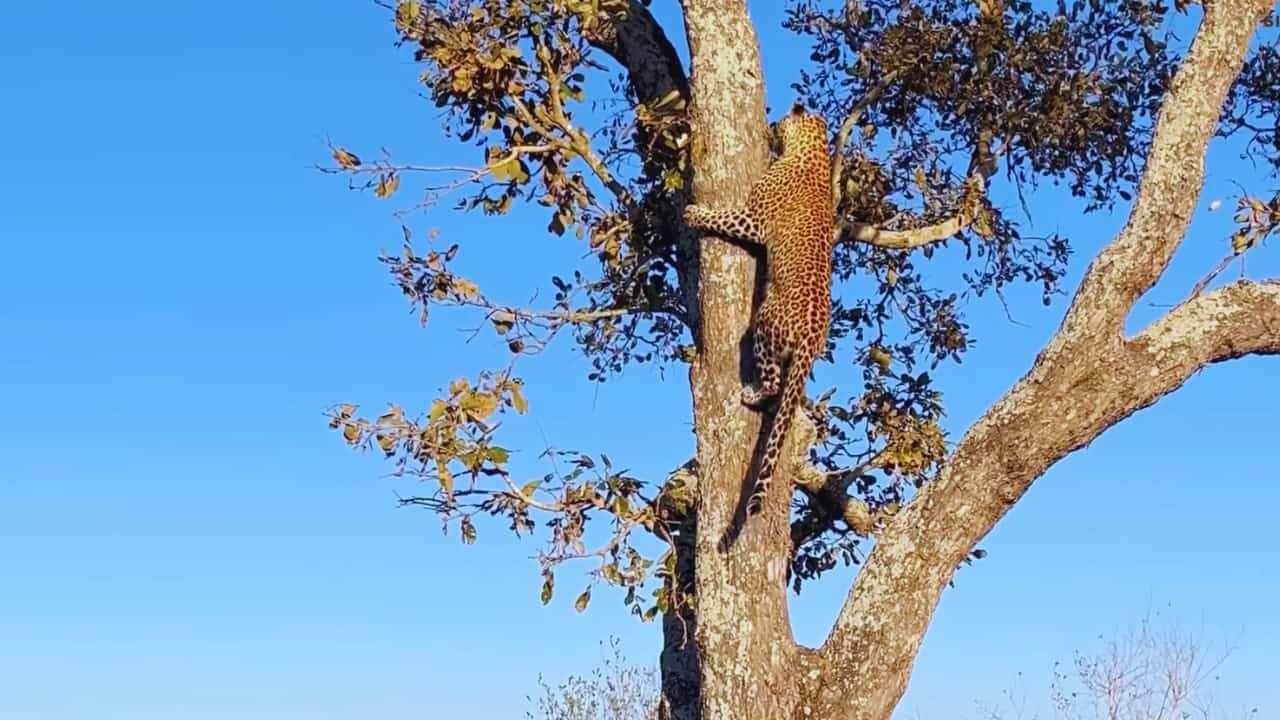 سنجاب يتلاعب بالنمر